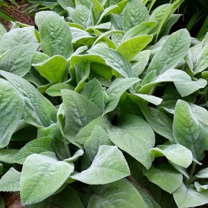 Čistec vlnatý (Stachys byzantina) ´SILVER CARPET´, kont. C1,5L